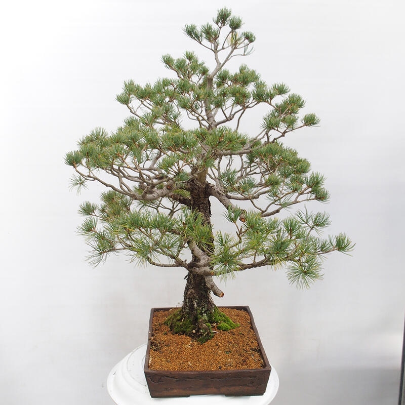 Venkovní bonsai - Pinus parviflora - Borovice drobnokvětá