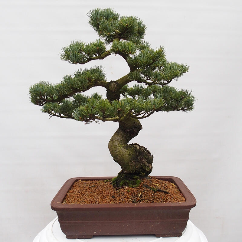 Venkovní bonsai - Pinus parviflora - Borovice drobnokvětá