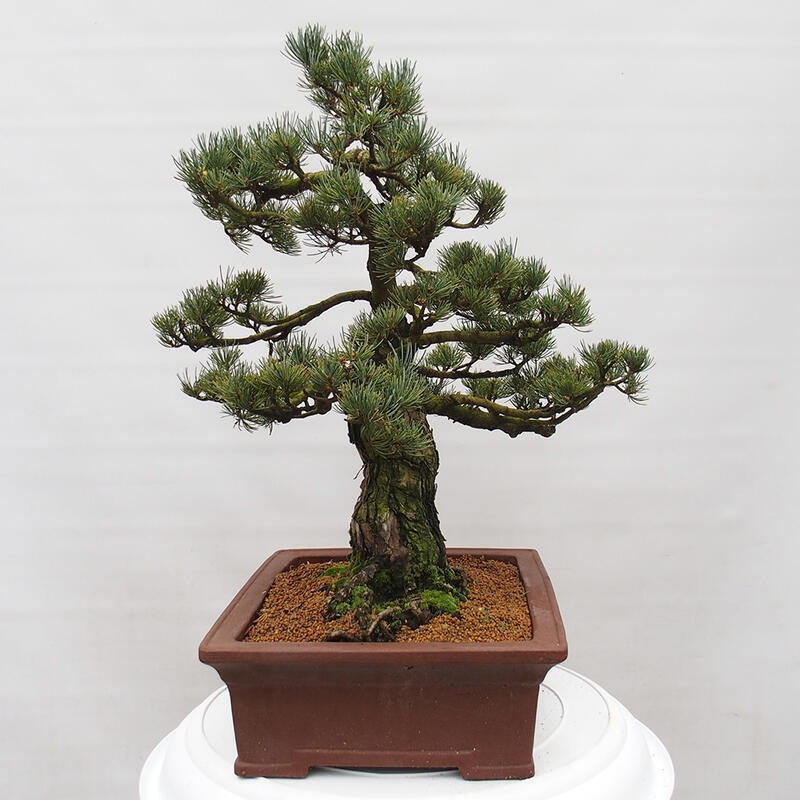 Venkovní bonsai - Pinus parviflora - Borovice drobnokvětá