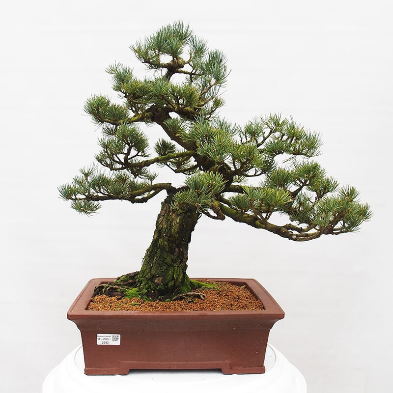 Venkovní bonsai - Pinus parviflora - Borovice drobnokvětá