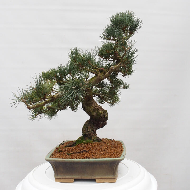 Venkovní bonsai - Pinus parviflora - Borovice drobnokvětá