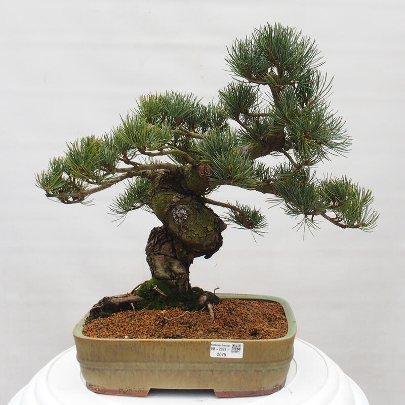 Venkovní bonsai - Pinus parviflora - Borovice drobnokvětá