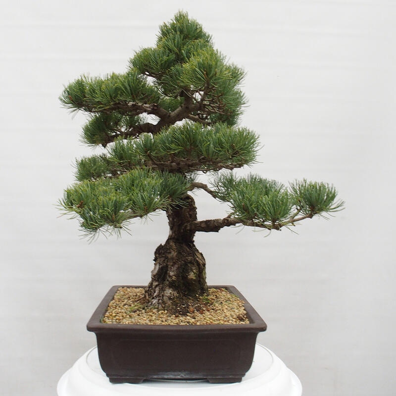 Venkovní bonsai - Pinus parviflora - Borovice drobnokvětá