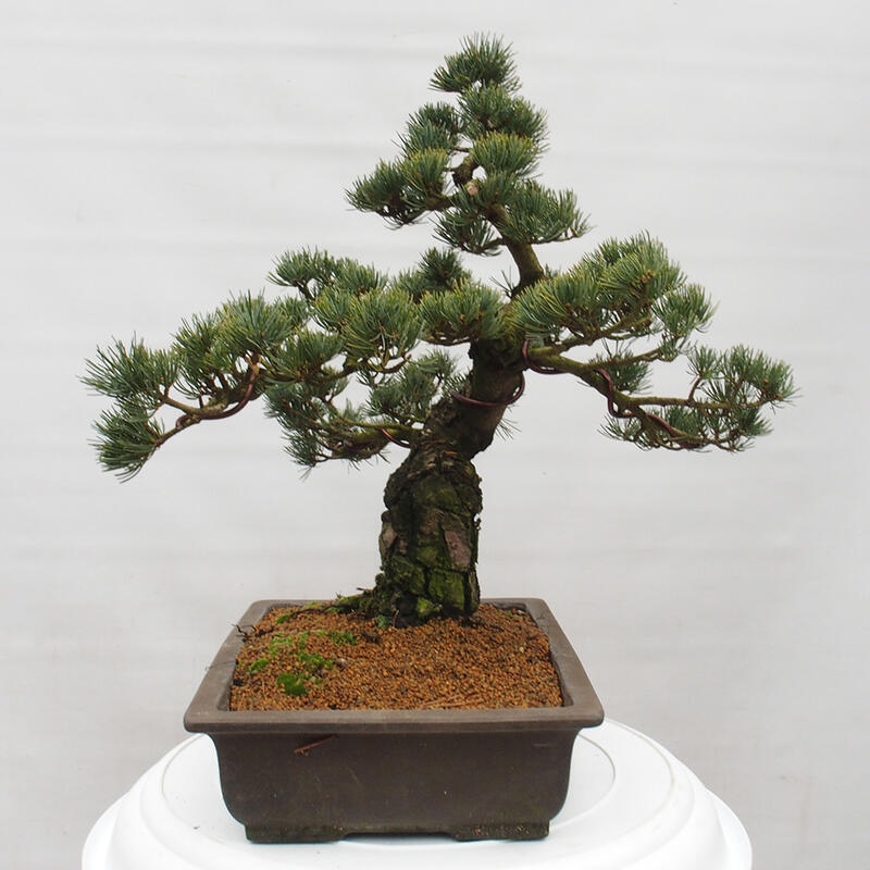 Venkovní bonsai - Pinus parviflora - Borovice drobnokvětá