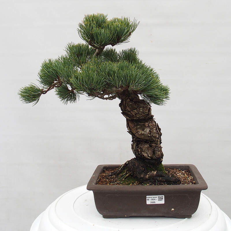 Venkovní bonsai - Pinus parviflora - Borovice drobnokvětá