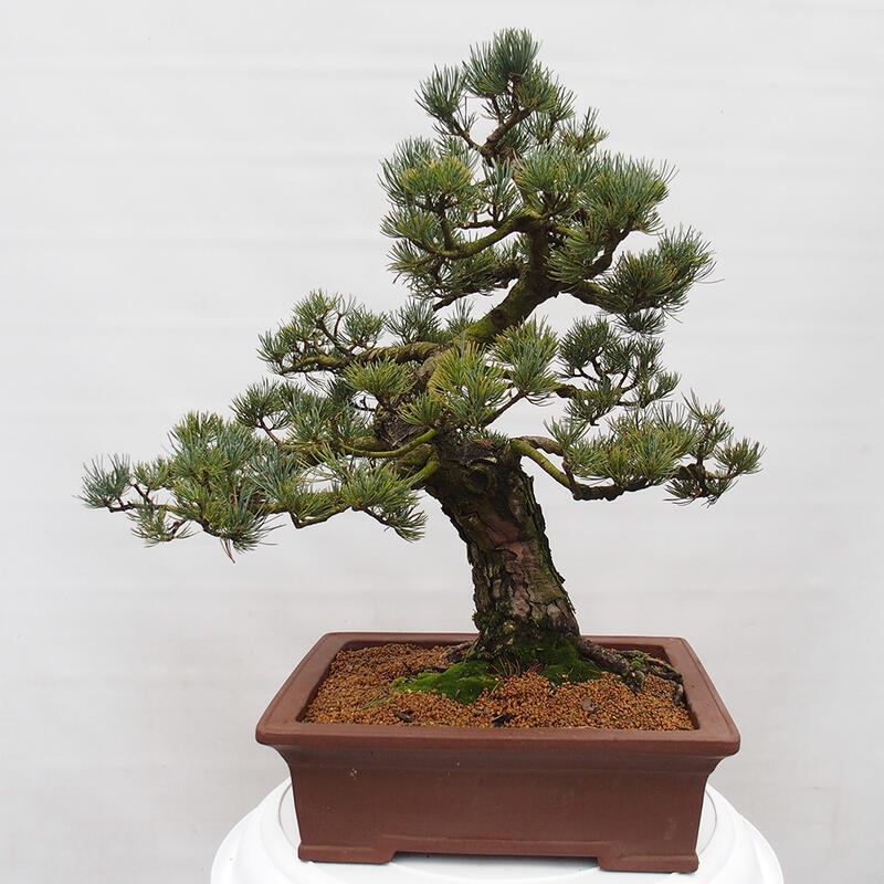 Venkovní bonsai - Pinus parviflora - Borovice drobnokvětá