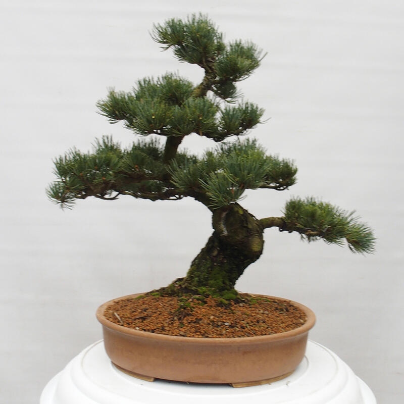 Venkovní bonsai - Pinus parviflora - Borovice drobnokvětá