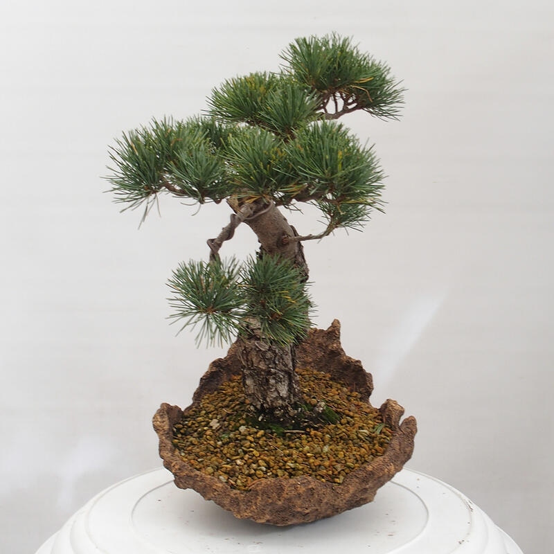 Venkovní bonsai - Pinus parviflora - Borovice drobnokvětá