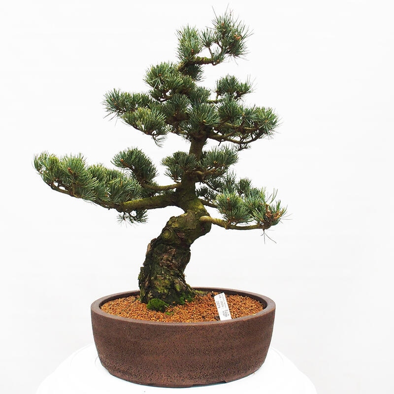 Venkovní bonsai - Pinus parviflora - Borovice drobnokvětá