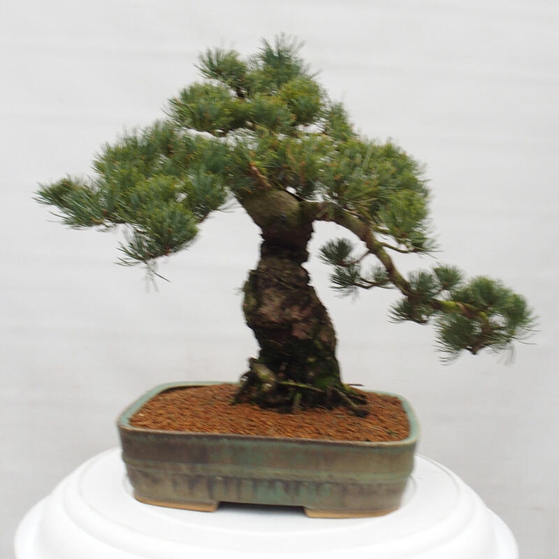 Venkovní bonsai - Pinus parviflora - Borovice drobnokvětá