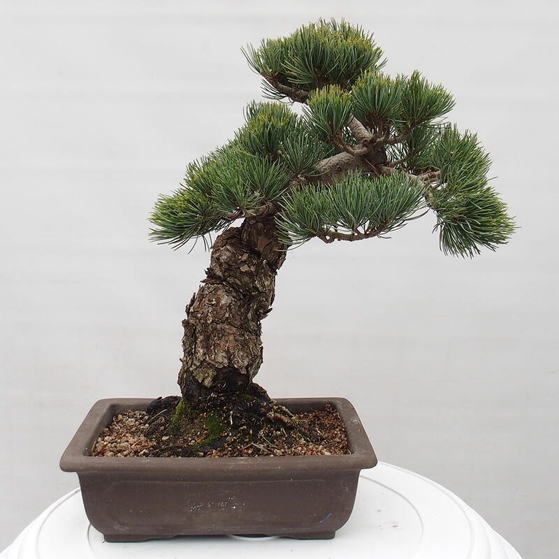 Venkovní bonsai - Pinus parviflora - Borovice drobnokvětá