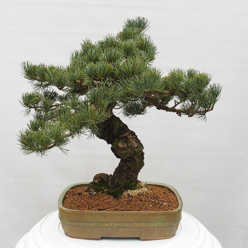 Venkovní bonsai - Pinus parviflora - Borovice drobnokvětá