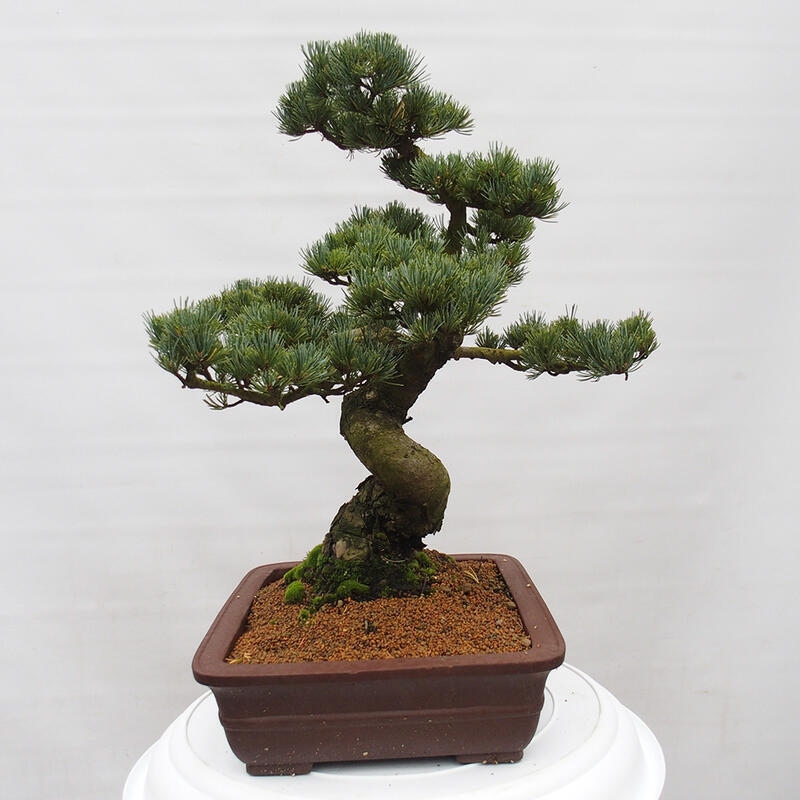 Venkovní bonsai - Pinus parviflora - Borovice drobnokvětá