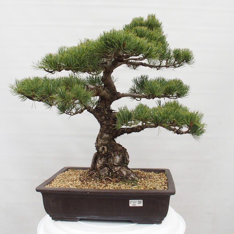 Venkovní bonsai - Pinus parviflora - Borovice drobnokvětá