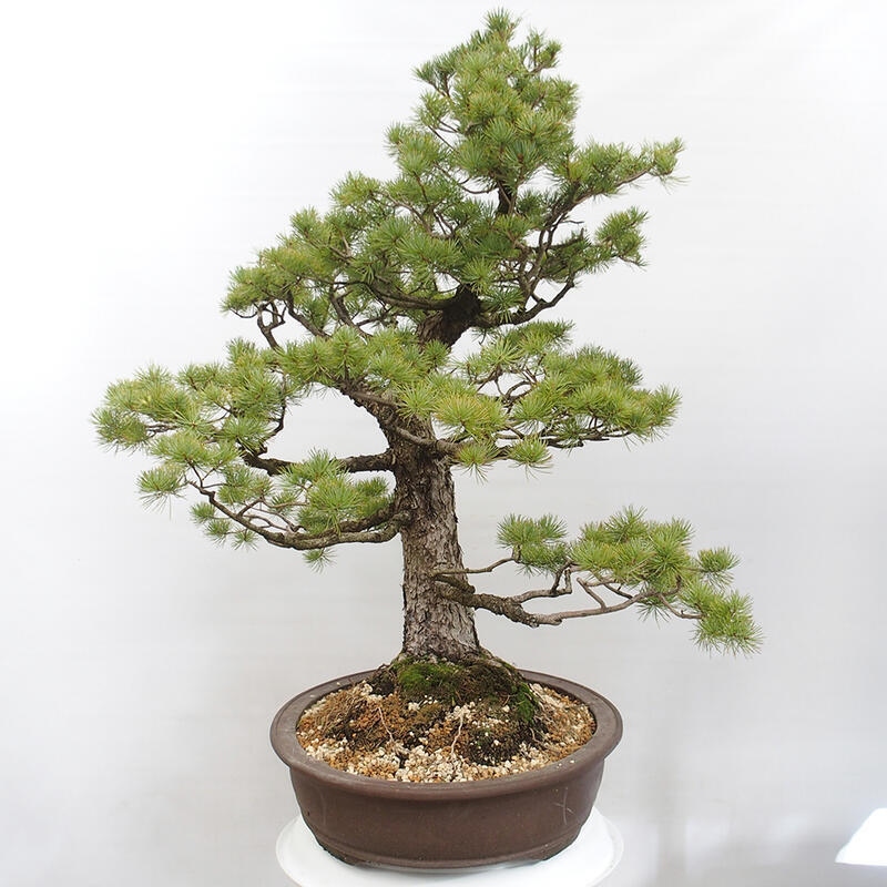 Venkovní bonsai - Pinus parviflora - Borovice drobnokvětá