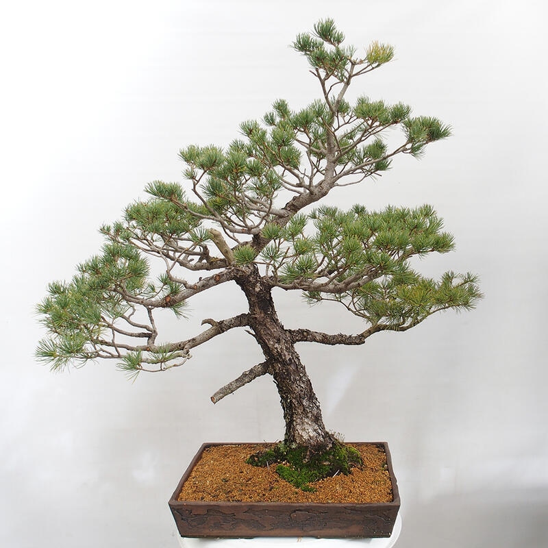 Venkovní bonsai - Pinus parviflora - Borovice drobnokvětá