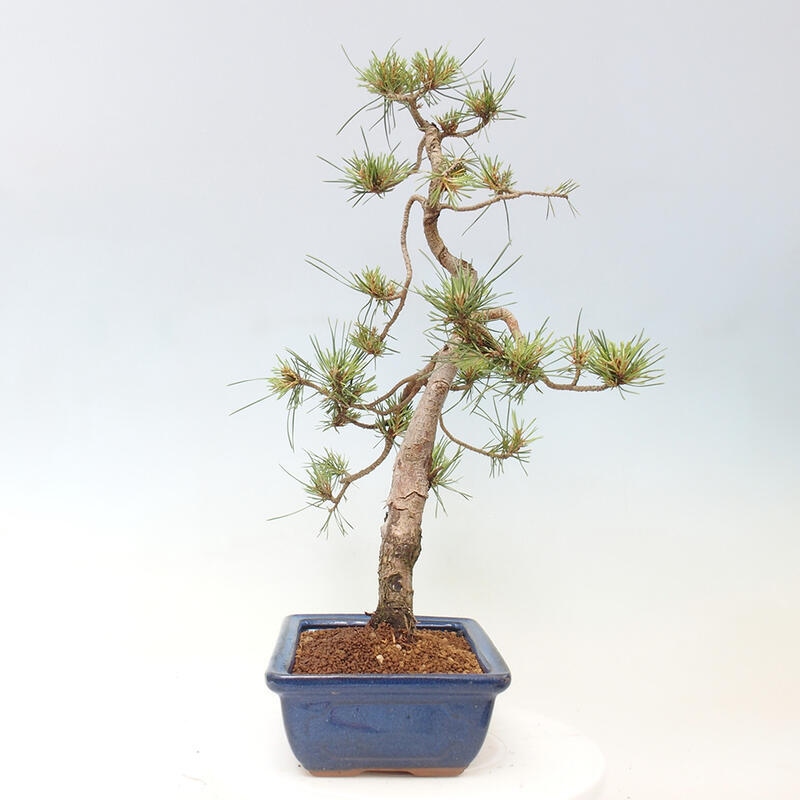 Venkovní bonsai - Pinus Sylvestris Watererri - Borovice lesní