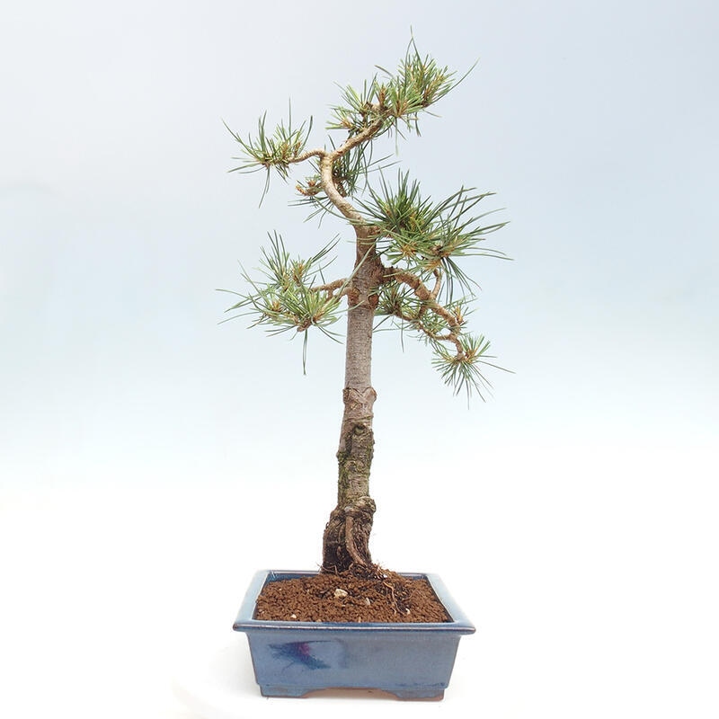 Venkovní bonsai - Pinus Sylvestris Watererri - Borovice lesní