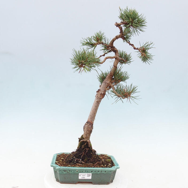 Venkovní bonsai - Pinus Sylvestris Watererri - Borovice lesní