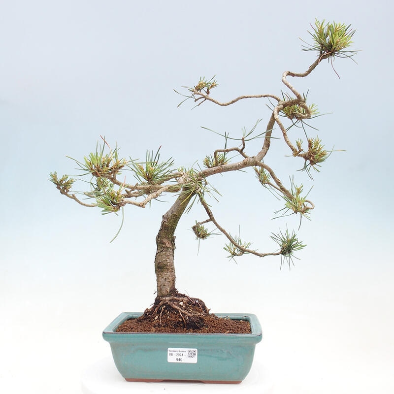 Venkovní bonsai - Pinus Sylvestris Watererri - Borovice lesní