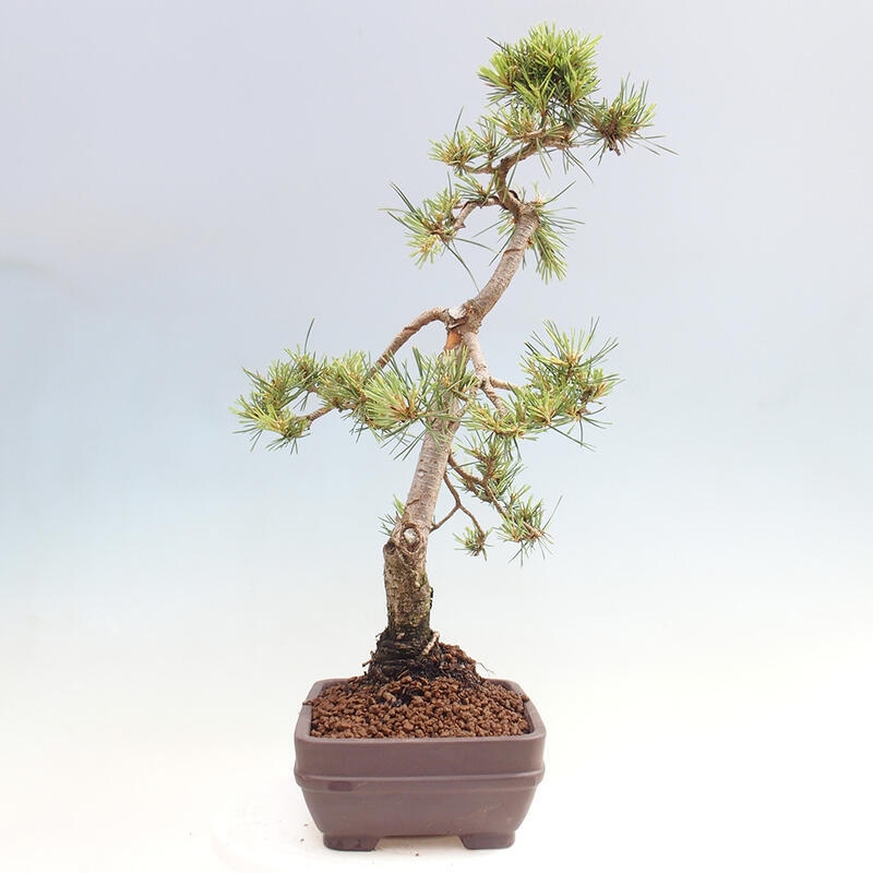 Venkovní bonsai - Pinus Sylvestris Watererri - Borovice lesní