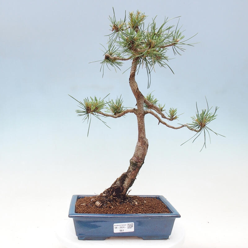 Venkovní bonsai - Pinus Sylvestris Watererri - Borovice lesní