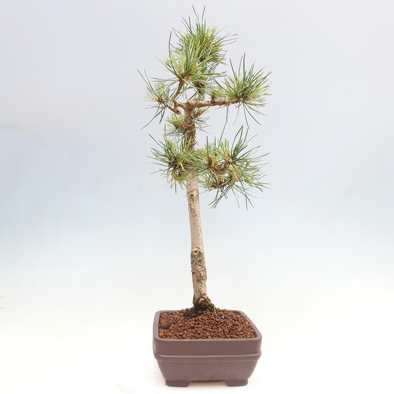 Venkovní bonsai - Pinus Sylvestris Watererri - Borovice lesní