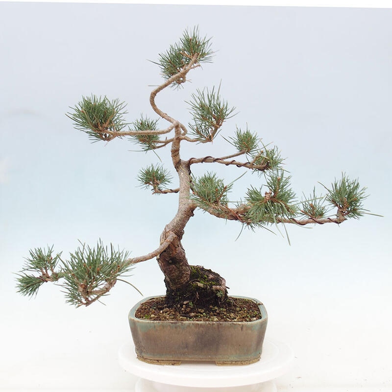 Venkovní bonsai - Pinus Sylvestris Watererri - Borovice lesní