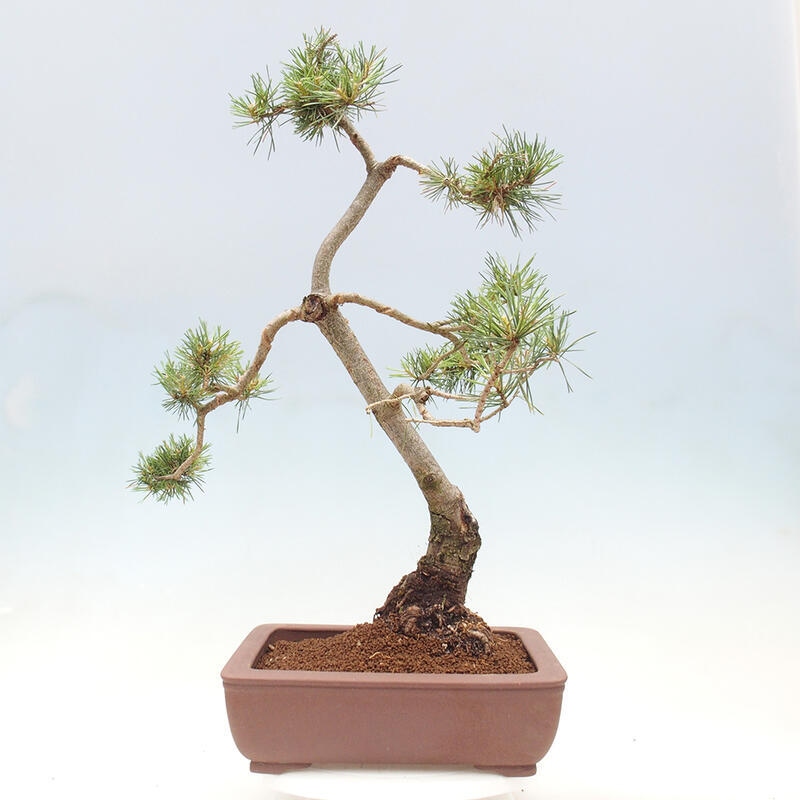 Venkovní bonsai - Pinus Sylvestris Watererri - Borovice lesní