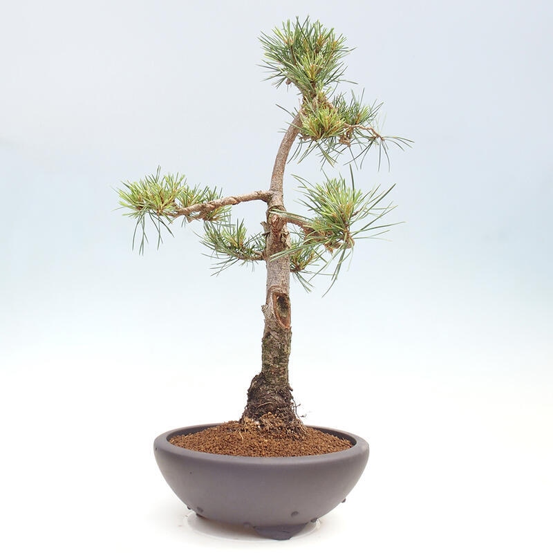 Venkovní bonsai - Pinus Sylvestris Watererri - Borovice lesní