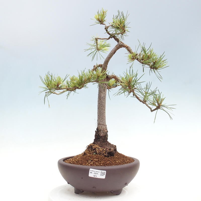 Venkovní bonsai - Pinus Sylvestris Watererri - Borovice lesní