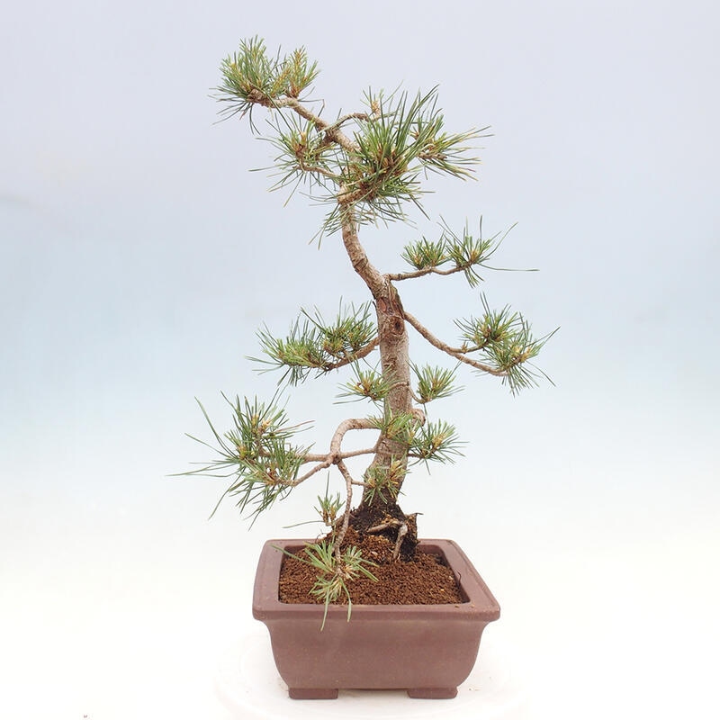 Venkovní bonsai - Pinus Sylvestris Watererri - Borovice lesní