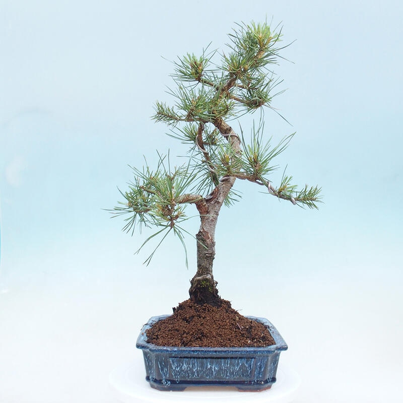 Venkovní bonsai - Pinus Sylvestris Watererri - Borovice lesní