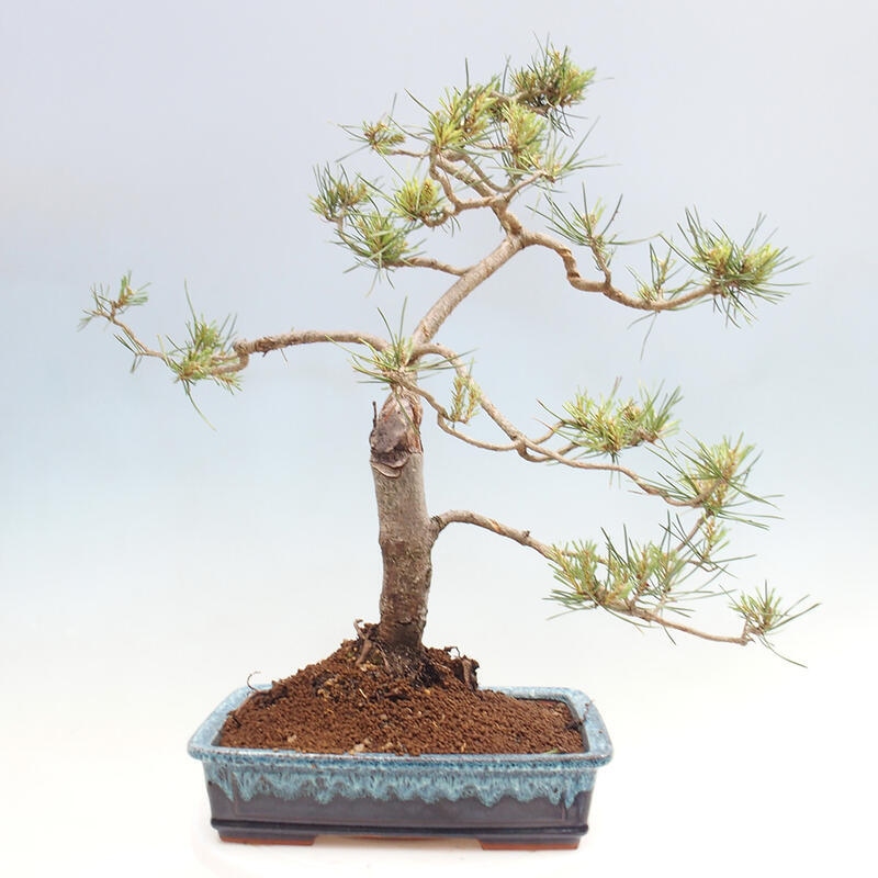 Venkovní bonsai - Pinus Sylvestris Watererri - Borovice lesní