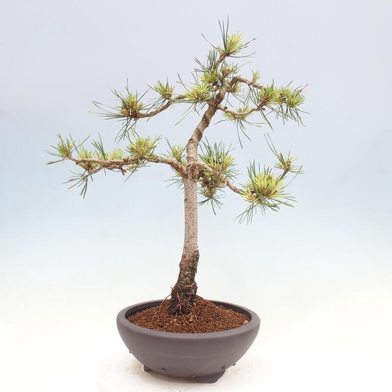 Venkovní bonsai - Pinus Sylvestris Watererri - Borovice lesní