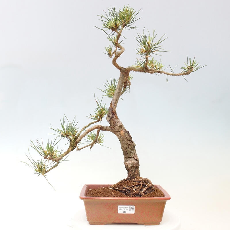 Venkovní bonsai - Pinus Sylvestris Watererri - Borovice lesní