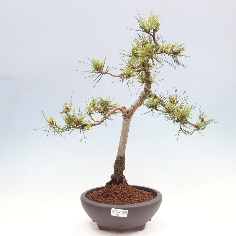 Venkovní bonsai - Pinus Sylvestris Watererri - Borovice lesní