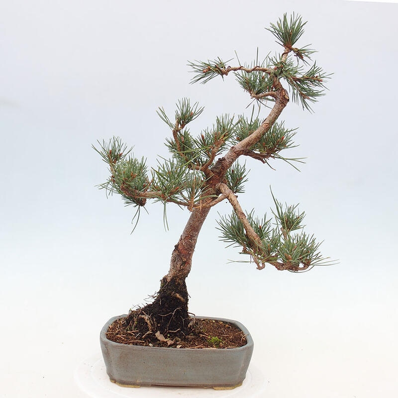 Venkovní bonsai - Pinus Sylvestris Watererri - Borovice lesní