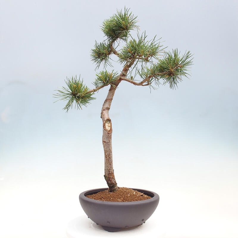 Venkovní bonsai - Pinus Sylvestris Watererri - Borovice lesní