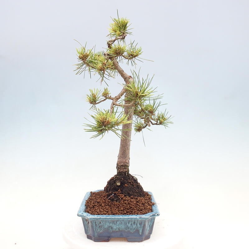 Venkovní bonsai - Pinus Sylvestris Watererri - Borovice lesní