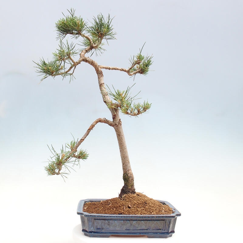 Venkovní bonsai - Pinus Sylvestris Watererri - Borovice lesní