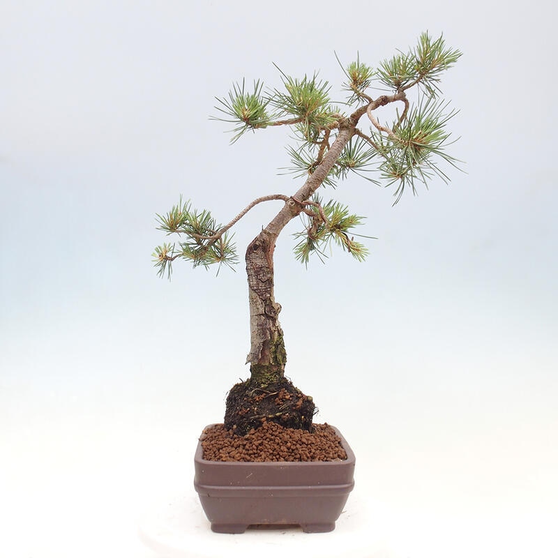 Venkovní bonsai - Pinus Sylvestris Watererri - Borovice lesní