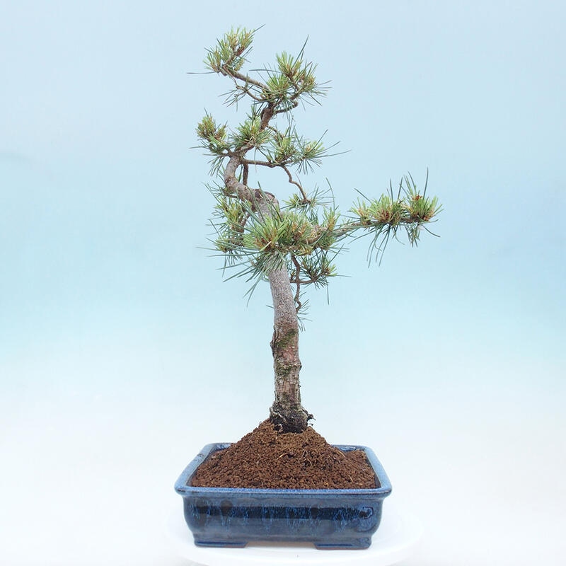 Venkovní bonsai - Pinus Sylvestris Watererri - Borovice lesní