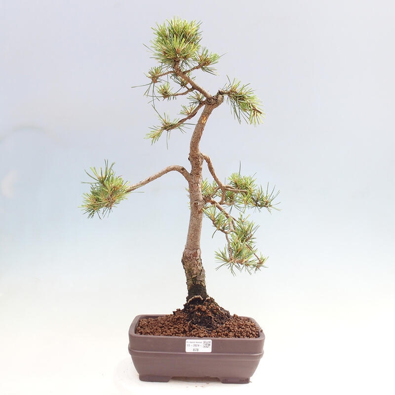 Venkovní bonsai - Pinus Sylvestris Watererri - Borovice lesní