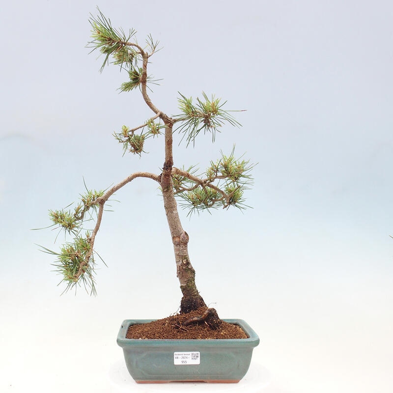 Venkovní bonsai - Pinus Sylvestris Watererri - Borovice lesní