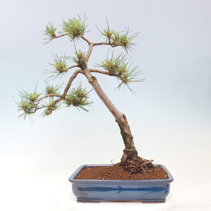 Venkovní bonsai - Pinus Sylvestris Watererri - Borovice lesní