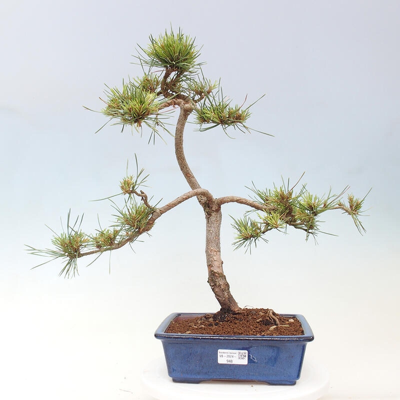 Venkovní bonsai - Pinus Sylvestris Watererri - Borovice lesní