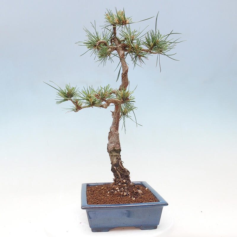 Venkovní bonsai - Pinus Sylvestris Watererri - Borovice lesní