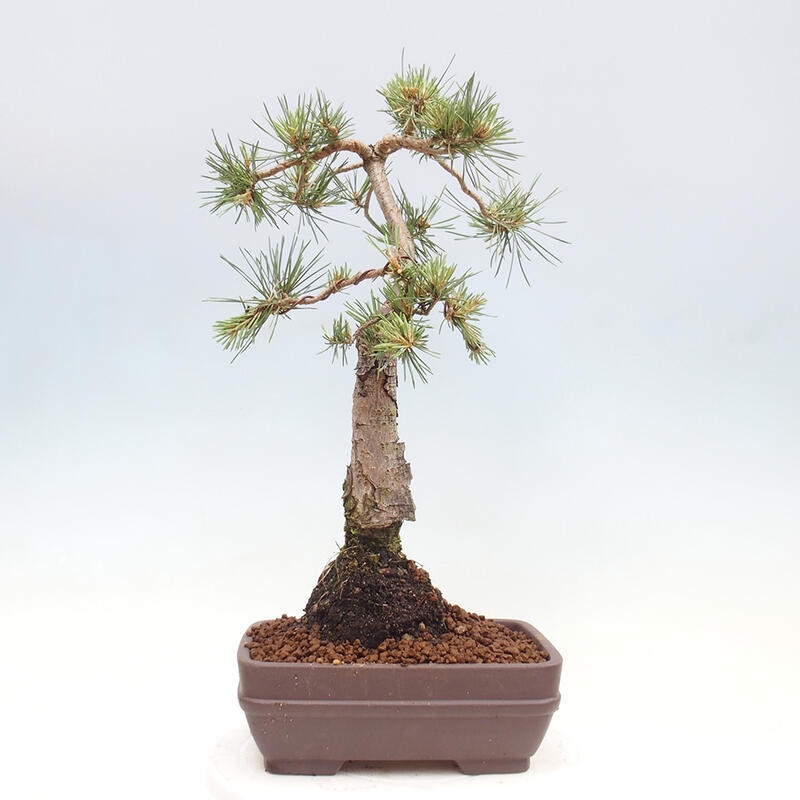 Venkovní bonsai - Pinus Sylvestris Watererri - Borovice lesní