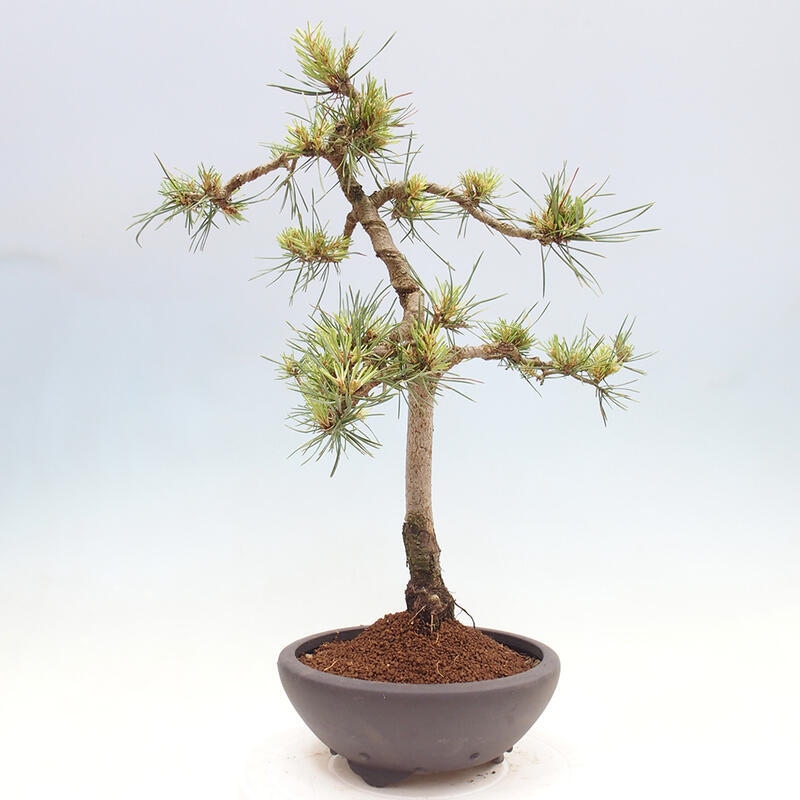 Venkovní bonsai - Pinus Sylvestris Watererri - Borovice lesní